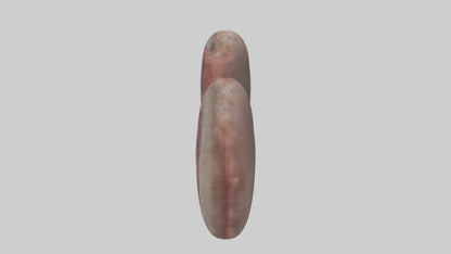 3D model Elephant Kidneys VR / AR / low-poly