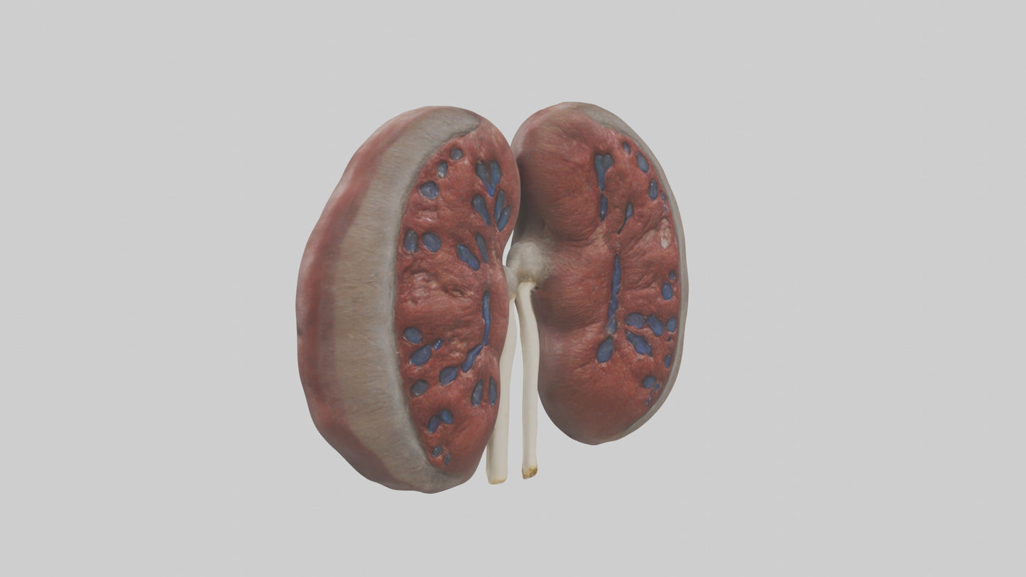 3D model Elephant Kidneys VR / AR / low-poly