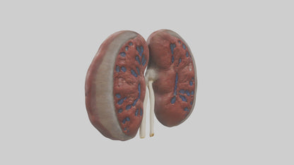 3D model Elephant Kidneys VR / AR / low-poly