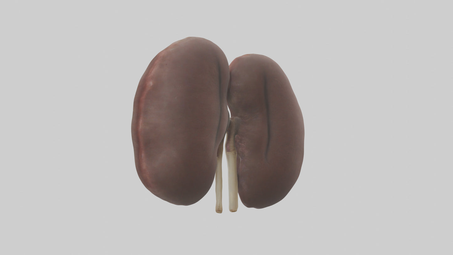 3D model Elephant Kidneys VR / AR / low-poly