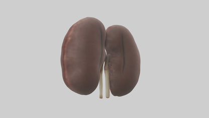 3D model Elephant Kidneys VR / AR / low-poly