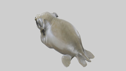 Elephant Seal statue model 3D model