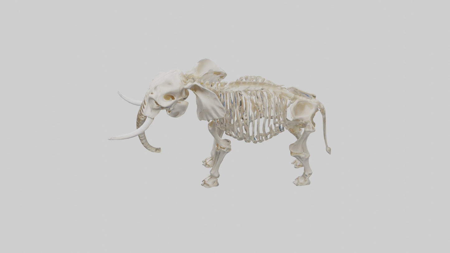 Elephant Skeleton model 3D model