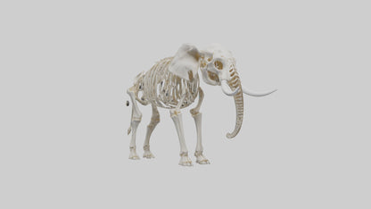 Elephant Skeleton model 3D model