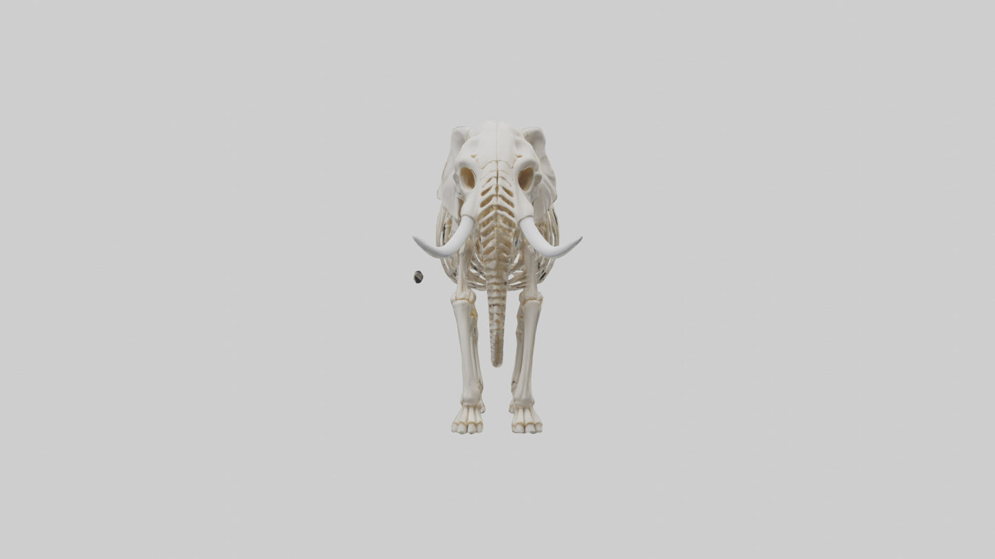 Elephant Skeleton model 3D model