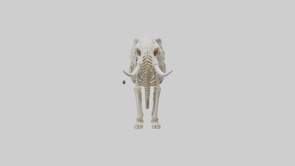 Elephant Skeleton model 3D model