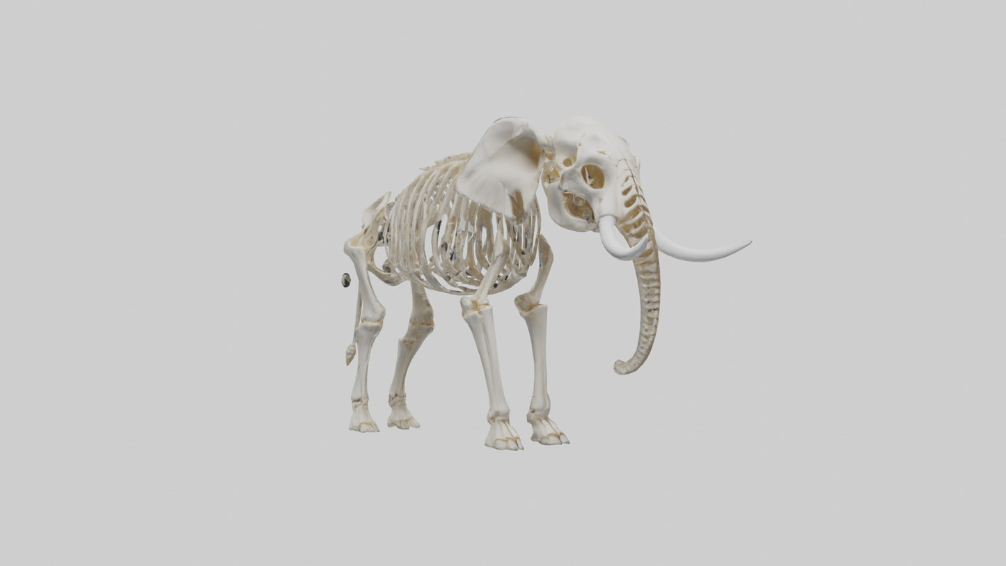 Elephant Skeleton model 3D model