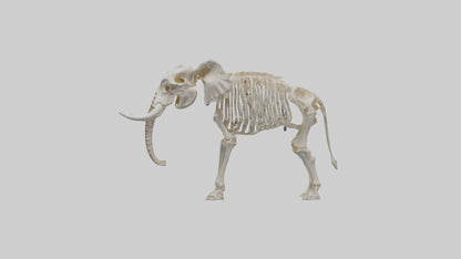 Elephant Skeleton model 3D model