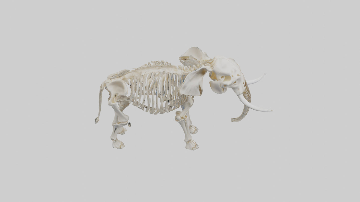 Elephant Skeleton model 3D model