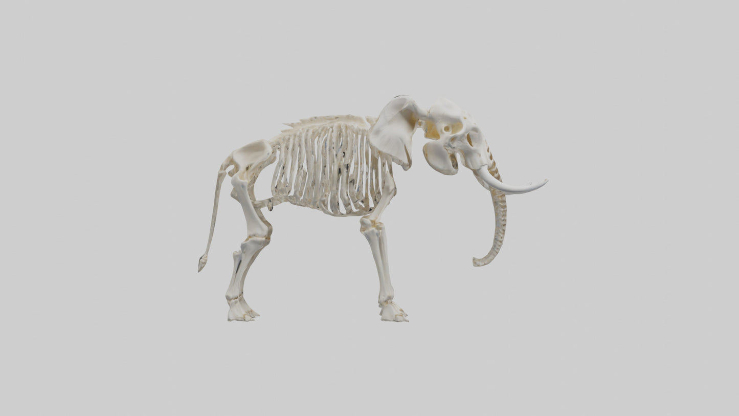 Elephant Skeleton model 3D model