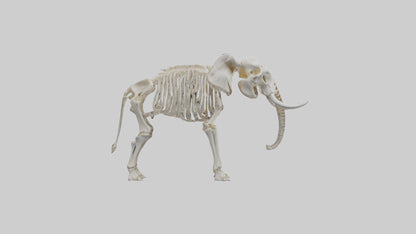 Elephant Skeleton model 3D model