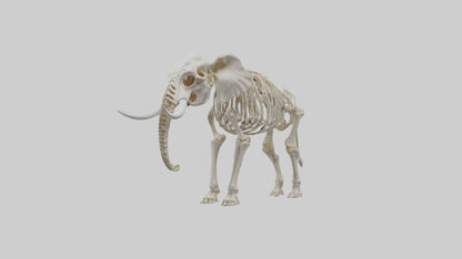 Elephant Skeleton model 3D model