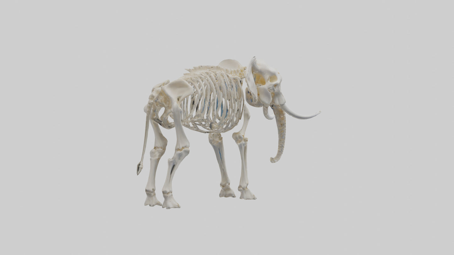 Elephant Skeleton model 3D model