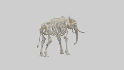 Elephant Skeleton model 3D model