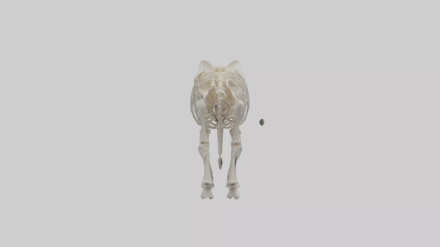 Elephant Skeleton model 3D model