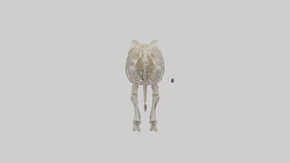 Elephant Skeleton model 3D model