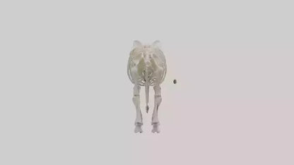 Elephant Skeleton model 3D model