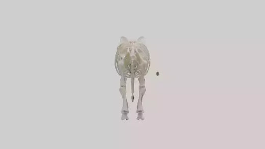 Elephant Skeleton model 3D model