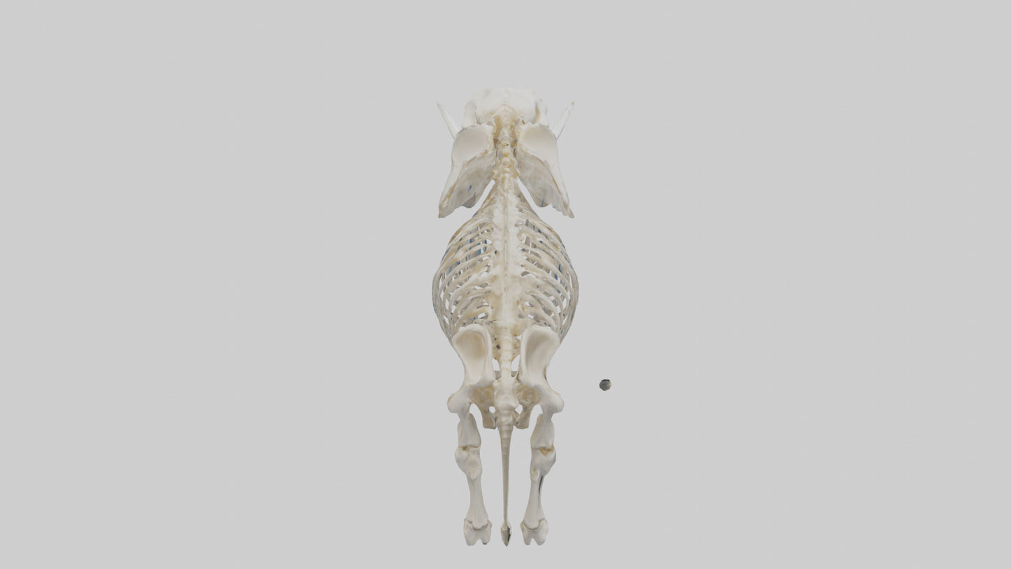Elephant Skeleton model 3D model