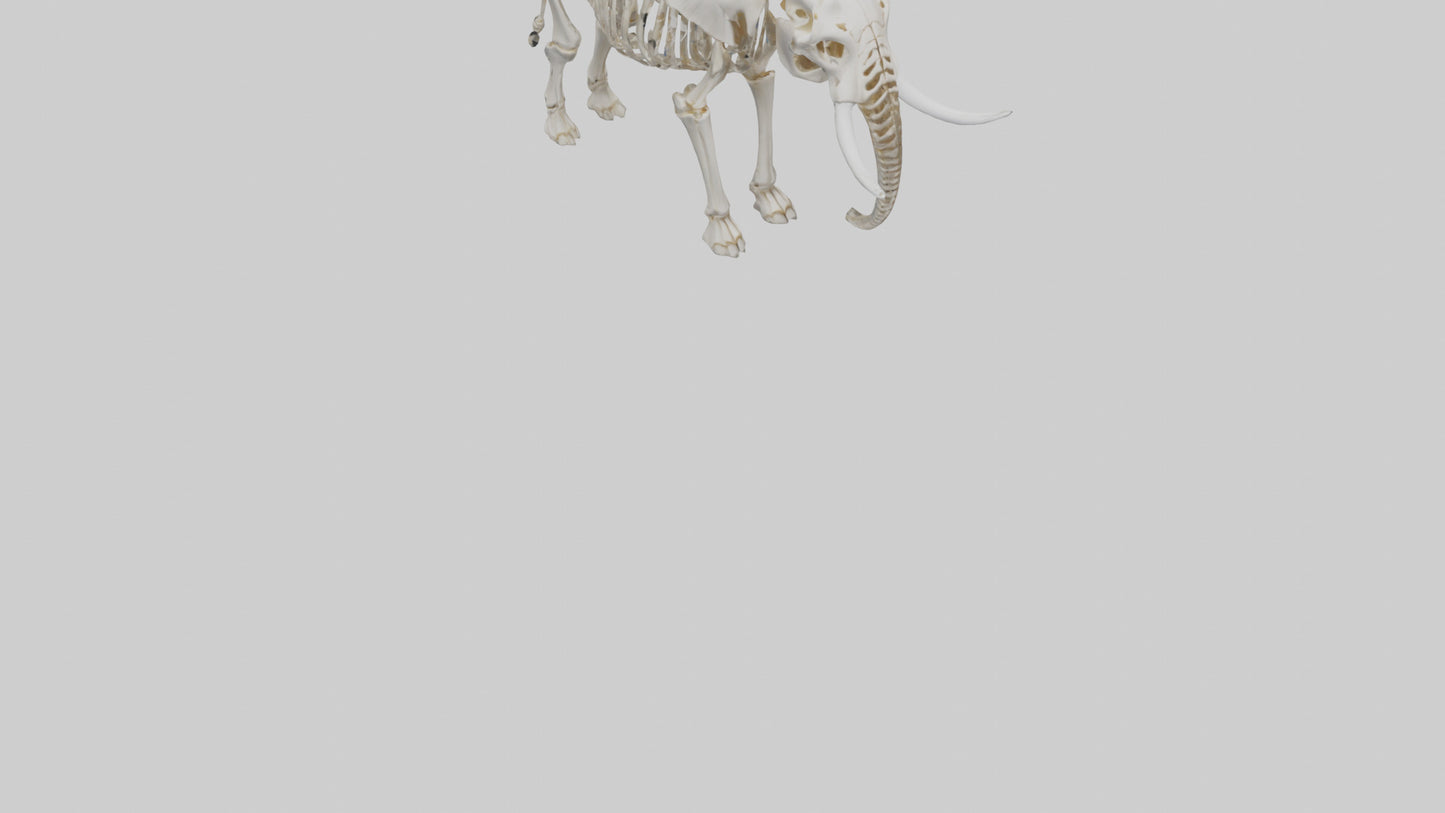 Elephant Skeleton model 3D model