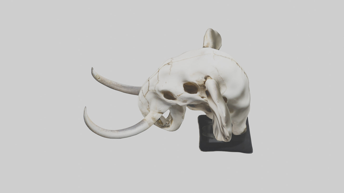 3D model Elephant Skull VR / AR / low-poly