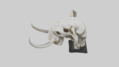 3D model Elephant Skull VR / AR / low-poly