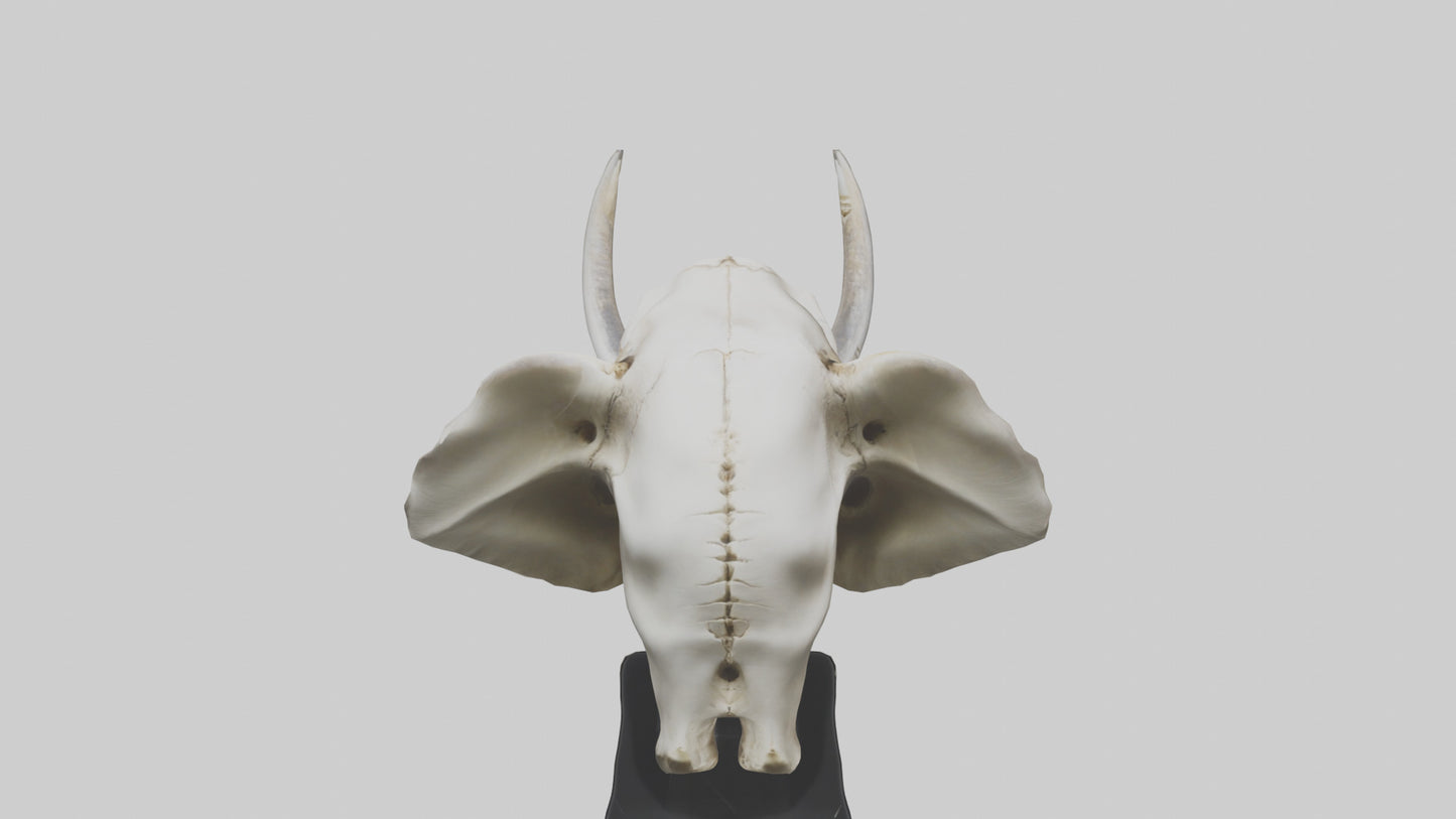 3D model Elephant Skull VR / AR / low-poly