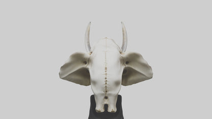 3D model Elephant Skull VR / AR / low-poly