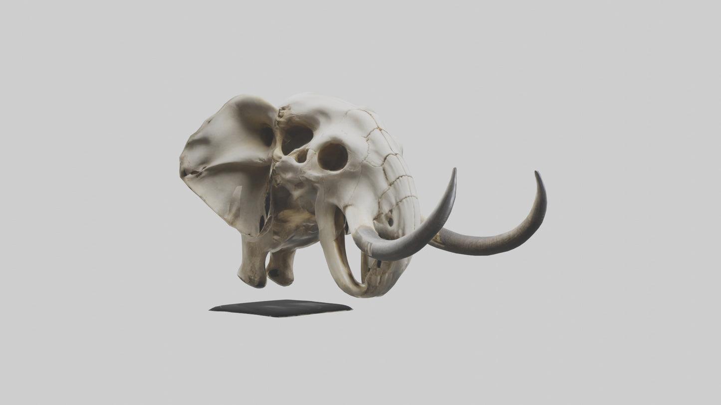 3D model Elephant Skull VR / AR / low-poly