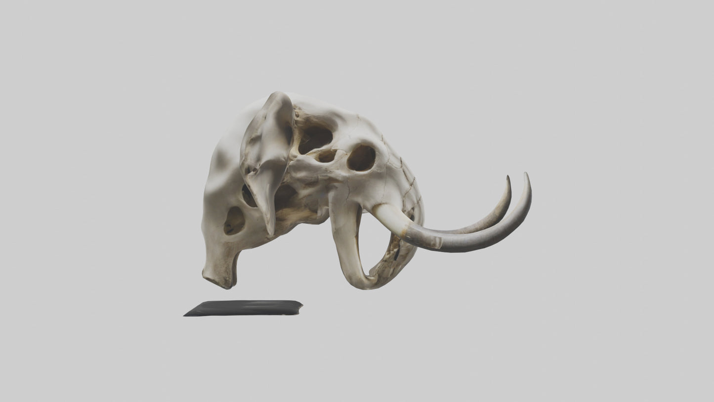 3D model Elephant Skull VR / AR / low-poly