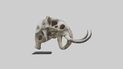 3D model Elephant Skull VR / AR / low-poly