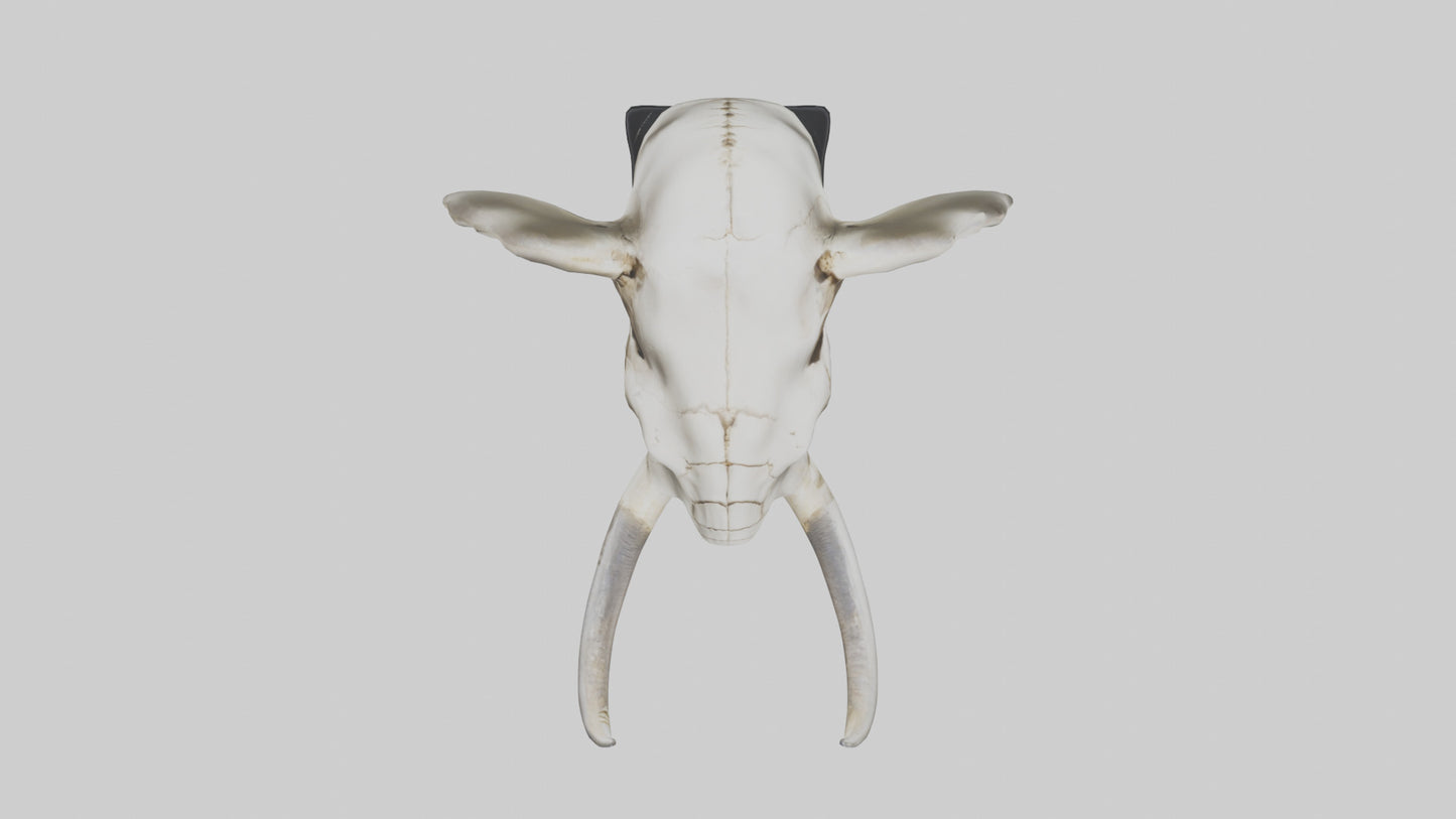 3D model Elephant Skull VR / AR / low-poly