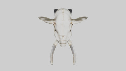 3D model Elephant Skull VR / AR / low-poly