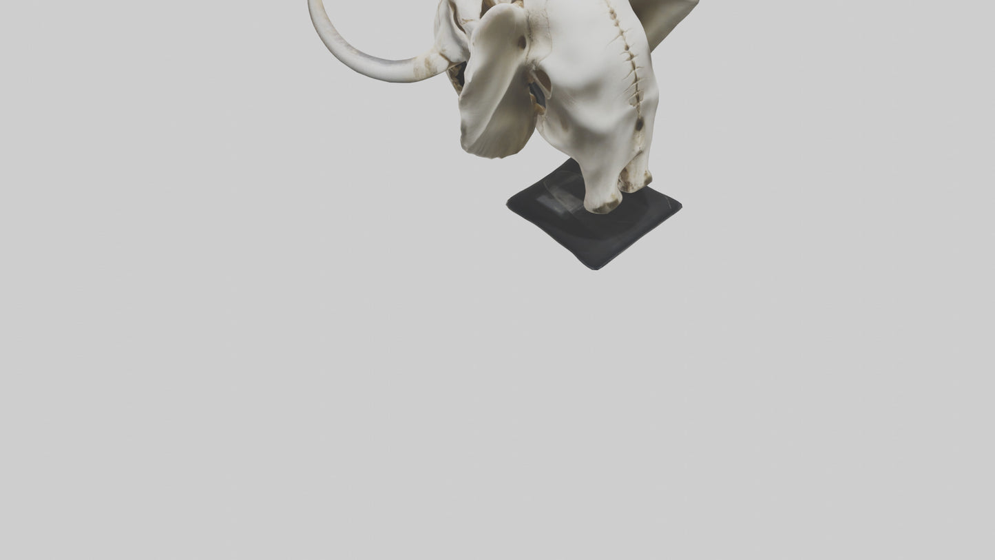 3D model Elephant Skull VR / AR / low-poly