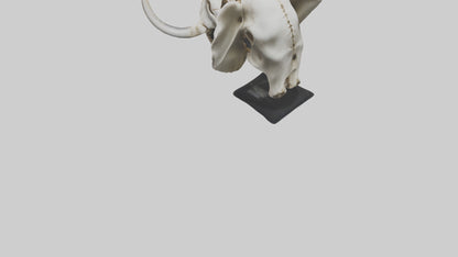 3D model Elephant Skull VR / AR / low-poly