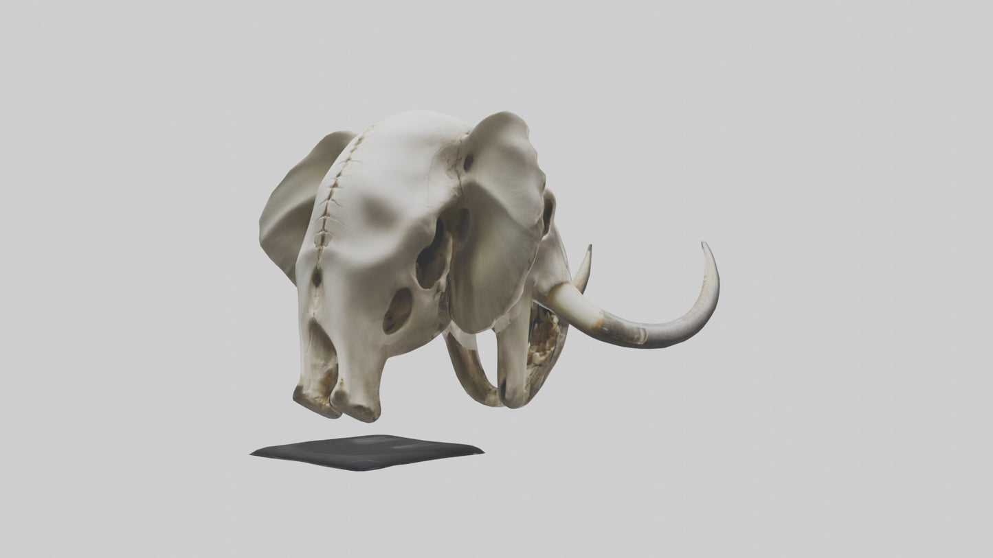 3D model Elephant Skull VR / AR / low-poly