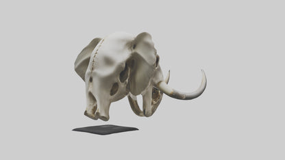 3D model Elephant Skull VR / AR / low-poly