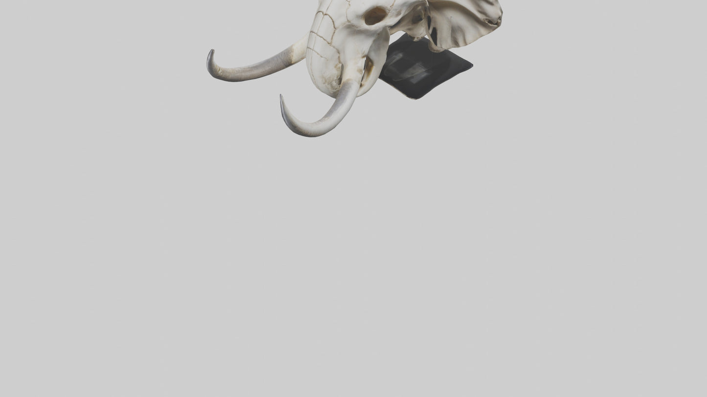 3D model Elephant Skull VR / AR / low-poly