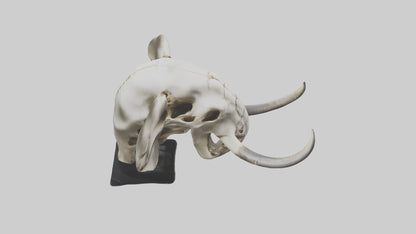 3D model Elephant Skull VR / AR / low-poly