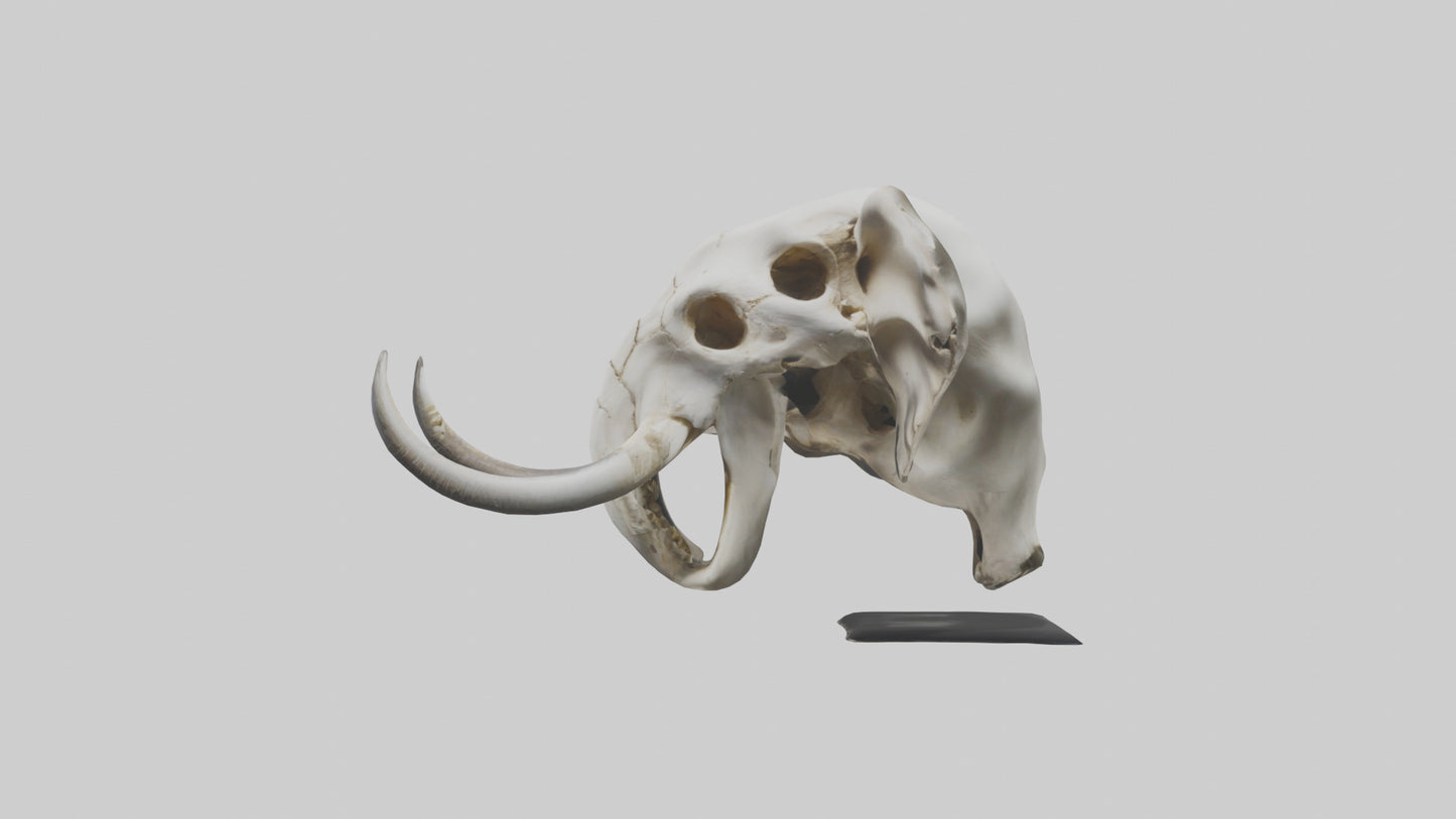 3D model Elephant Skull VR / AR / low-poly