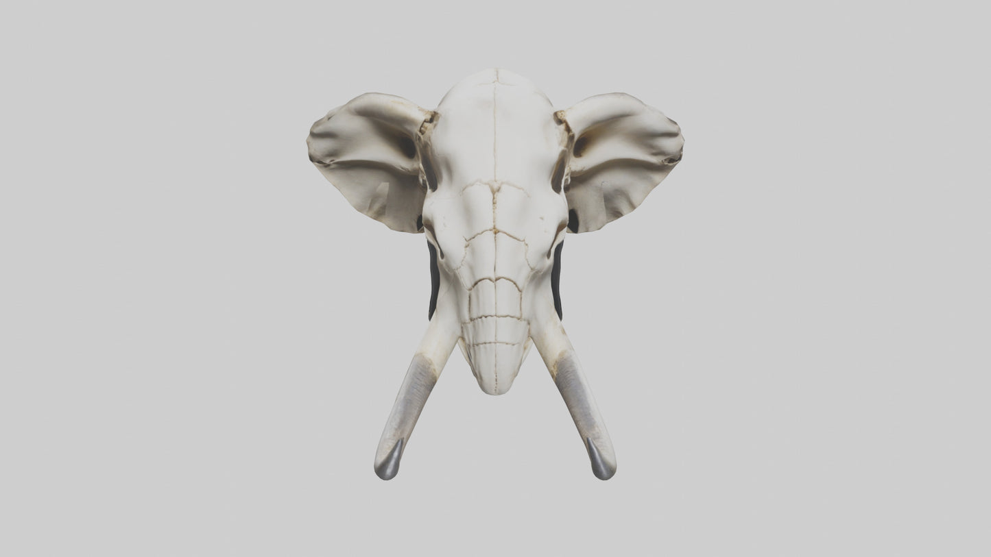 3D model Elephant Skull VR / AR / low-poly