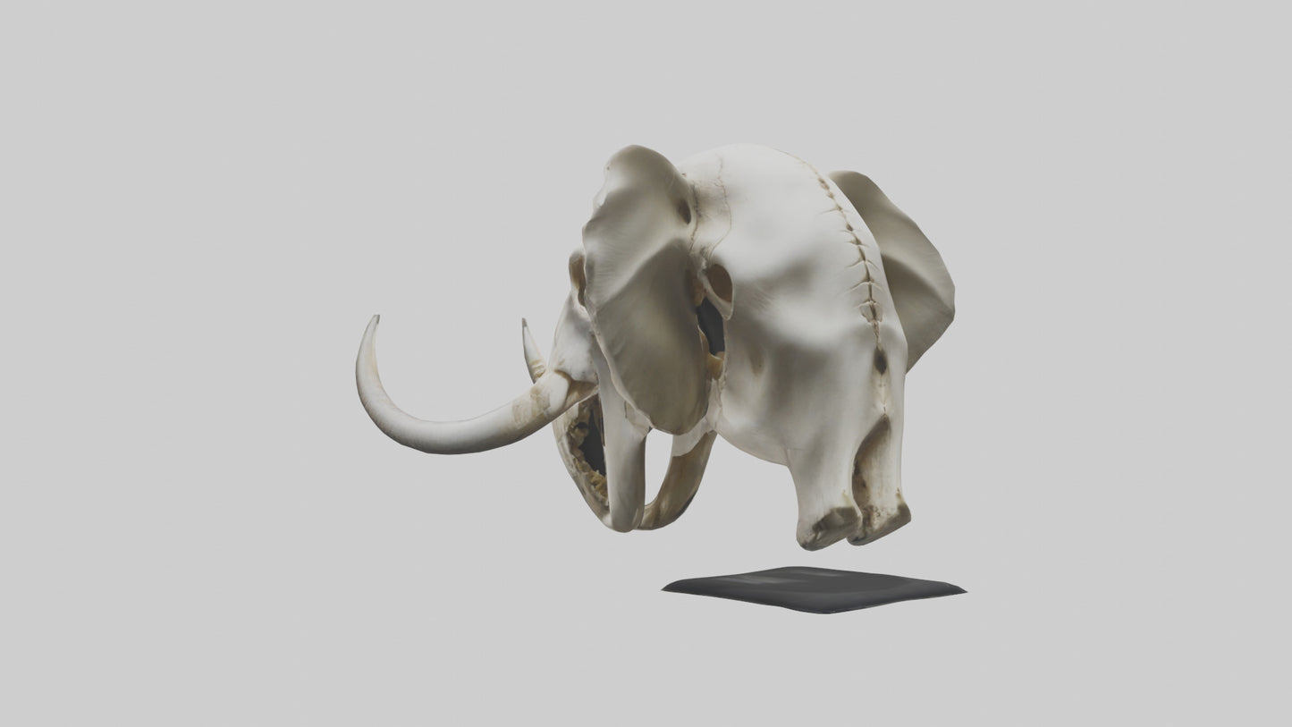 3D model Elephant Skull VR / AR / low-poly