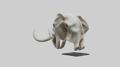 3D model Elephant Skull VR / AR / low-poly