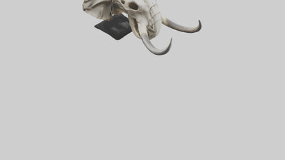 3D model Elephant Skull VR / AR / low-poly