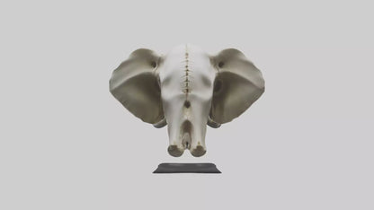 3D model Elephant Skull VR / AR / low-poly