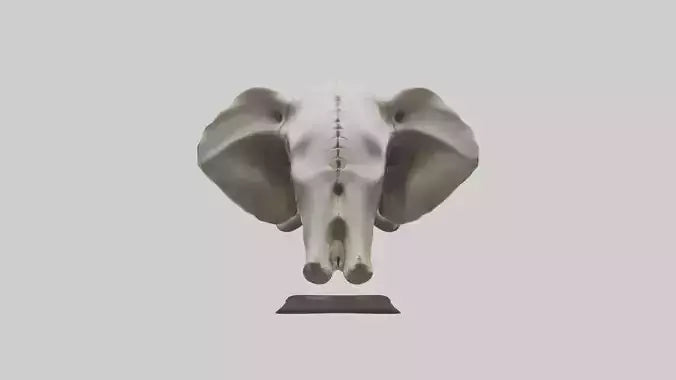 3D model Elephant Skull VR / AR / low-poly
