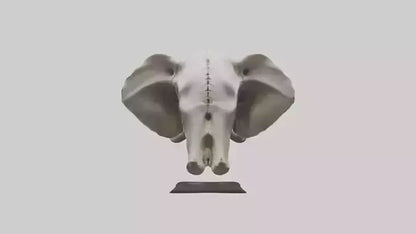 3D model Elephant Skull VR / AR / low-poly