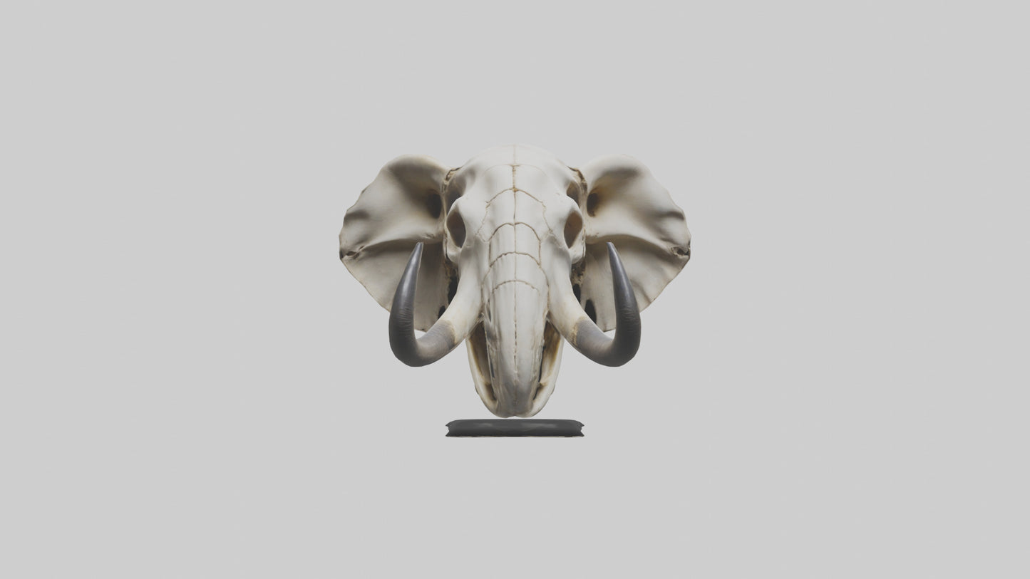 3D model Elephant Skull VR / AR / low-poly