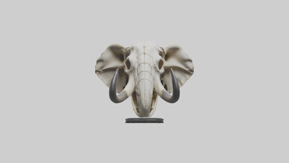3D model Elephant Skull VR / AR / low-poly