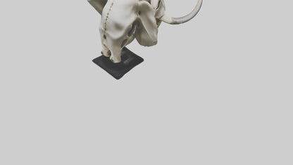 3D model Elephant Skull VR / AR / low-poly